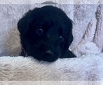 Small #5 Labradoodle