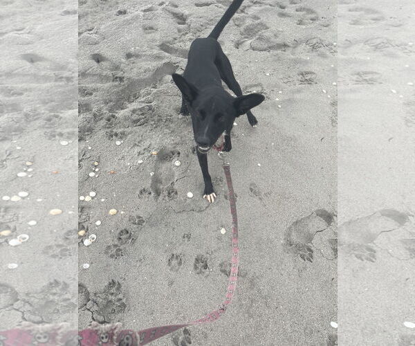 Medium Photo #1 Labrador Retriever-Unknown Mix Puppy For Sale in Royal Palm Beach, FL, USA