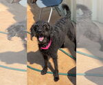 Small #2 Labradoodle