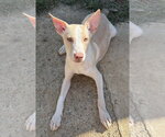 261487  Lime Chiffon - Female American Pit Bull Terrier-Unknown Mix Dog for Adoption - Small photo
