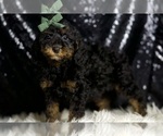 Small Photo #10 Poodle (Toy) Puppy For Sale in WARSAW, IN, USA