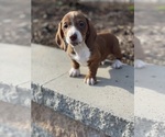 Small #1 Dachshund