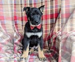 Small Photo #3 German Shepherd Dog Puppy For Sale in NORTH EAST, MD, USA