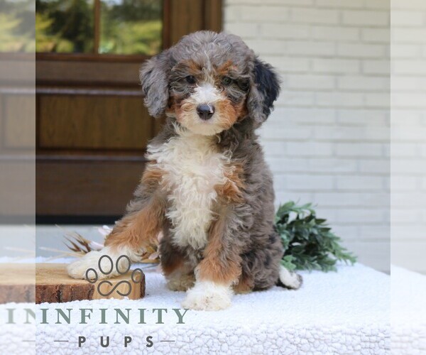 Medium Photo #2 Bernedoodle (Miniature) Puppy For Sale in NARVON, PA, USA