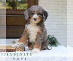 Small #1 Bernedoodle (Miniature)
