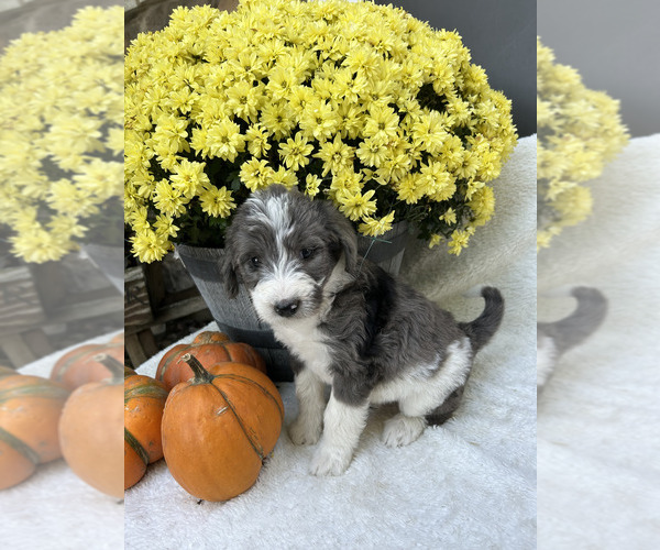 Medium Photo #2 Bordoodle Puppy For Sale in NEW HAVEN, IN, USA