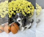 Maisey - Female Bordoodle Puppy for Sale - Photo #2