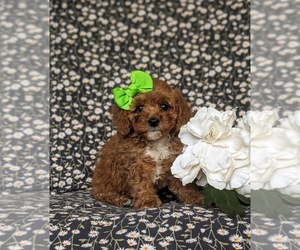 Poodle (Toy) Puppy for sale in HOLTWOOD, PA, USA