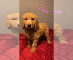 Small Photo #4 Goldendoodle Puppy For Sale in NORTH VERNON, IN, USA