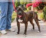 Small #29 American Staffordshire Terrier Mix