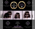 Small Photo #36 Pomeranian Puppy For Sale in WARSAW, IN, USA