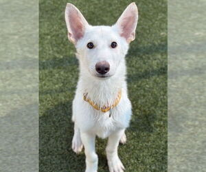 Siberian Husky-Unknown Mix Dogs for adoption in Woodbury, NY, USA