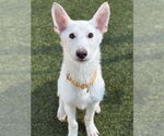 Small Siberian Husky Mix