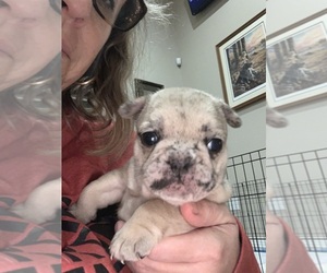 French Bulldog Puppy for sale in PORTER, TX, USA