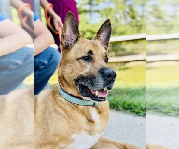 Medium Photo #2 Mutt Puppy For Sale in Manahawkin, NJ, USA