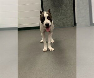 American Pit Bull Terrier-Unknown Mix Dogs for adoption in Corpus Christi, TX, USA