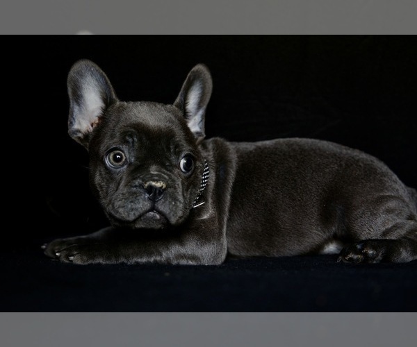 Medium Photo #4 French Bulldog Puppy For Sale in METUCHEN, NJ, USA