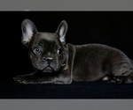 Small Photo #4 French Bulldog Puppy For Sale in METUCHEN, NJ, USA