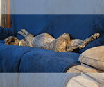 Small #4 Poodle (Standard)