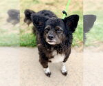 Small Pomeranian Mix