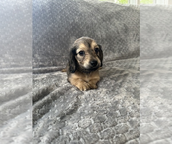 Medium Photo #24 Dachshund Puppy For Sale in MEMPHIS, TN, USA