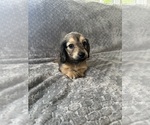 Small #23 Dachshund