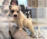 Small #6 Texas Heeler
