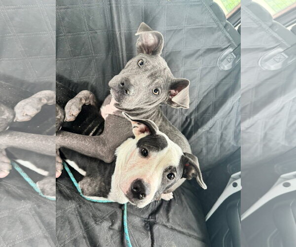 Medium Photo #2 American Pit Bull Terrier-Unknown Mix Puppy For Sale in Germantown, OH, USA