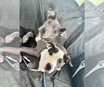 Small #1 American Pit Bull Terrier Mix