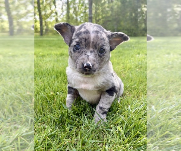 Medium Photo #3 Chihuahua Puppy For Sale in FAIR HAVEN, MI, USA