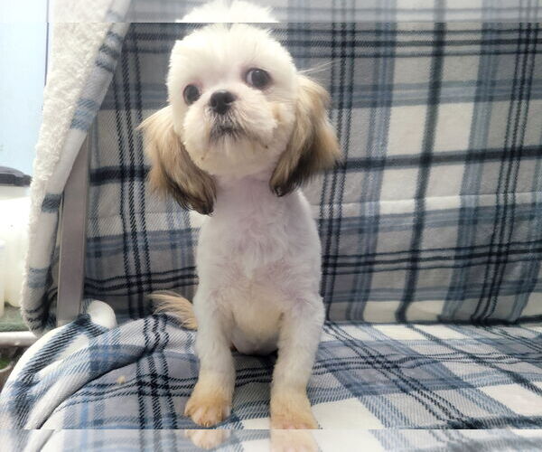 Medium Photo #1 Shih Tzu Puppy For Sale in Lincolnwood, IL, USA