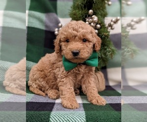 Double Doodle Puppy for sale in CHRISTIANA, PA, USA