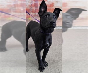 Mutt Dogs for adoption in San Bernardino, CA, USA