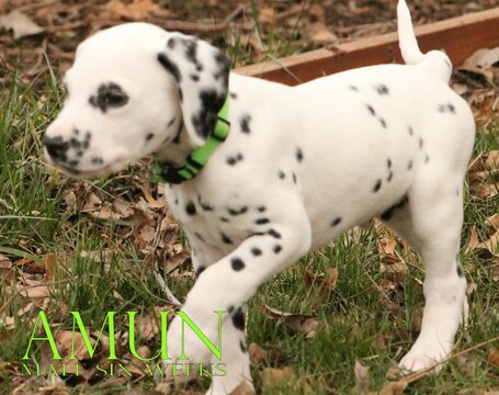 Medium Photo #10 Dalmatian Puppy For Sale in ENID, OK, USA