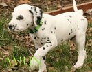 Small Photo #10 Dalmatian Puppy For Sale in ENID, OK, USA