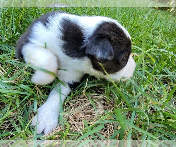 Medium Photo #13 Australian Shepherd Puppy For Sale in BATTLE CREEK, MI, USA