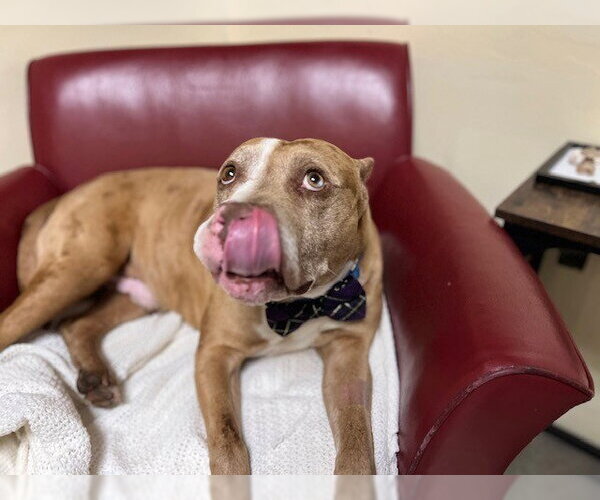 Medium Photo #1 American Pit Bull Terrier-Unknown Mix Puppy For Sale in Denver, CO, USA