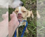 Small #4 Chihuahua Mix