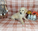 Small Photo #61 Golden Retriever Puppy For Sale in FALCON, CO, USA
