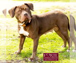 Small #1 American Staffordshire Terrier Mix