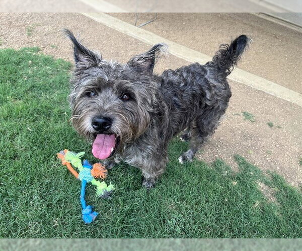 Medium Photo #1 Mutt Puppy For Sale in Plano, TX, USA
