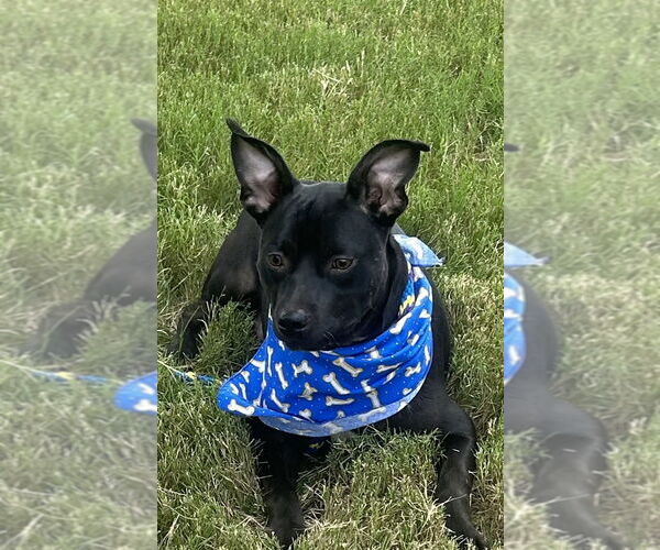 Medium Photo #2 Mutt Puppy For Sale in Munford, TN, USA