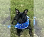 Small #1 Mutt