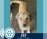 Small #2 Golden Pyrenees