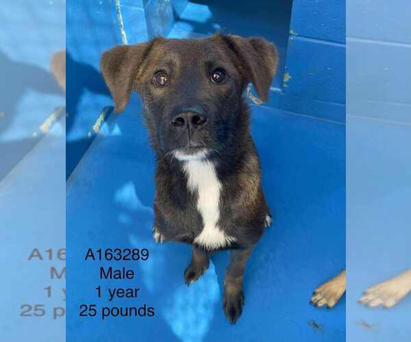 Medium Photo #1 German Shepherd Dog-Unknown Mix Puppy For Sale in Calgary, Alberta, Canada