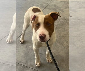 Mutt Dogs for adoption in Tarboro, NC, USA
