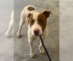 Small Mutt