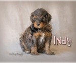 Small Photo #4 Bernedoodle Puppy For Sale in WEST SALEM, OH, USA
