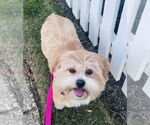 Small #1 Lhasa Apso Mix