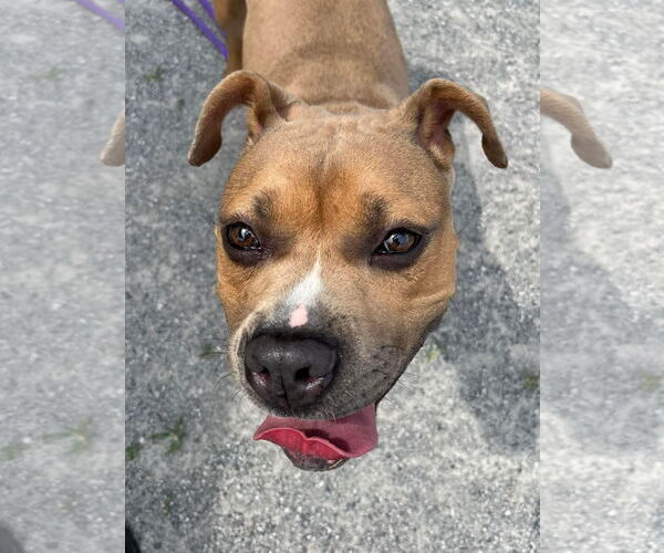 Medium Photo #6 American Pit Bull Terrier Puppy For Sale in Jackson , NJ, USA